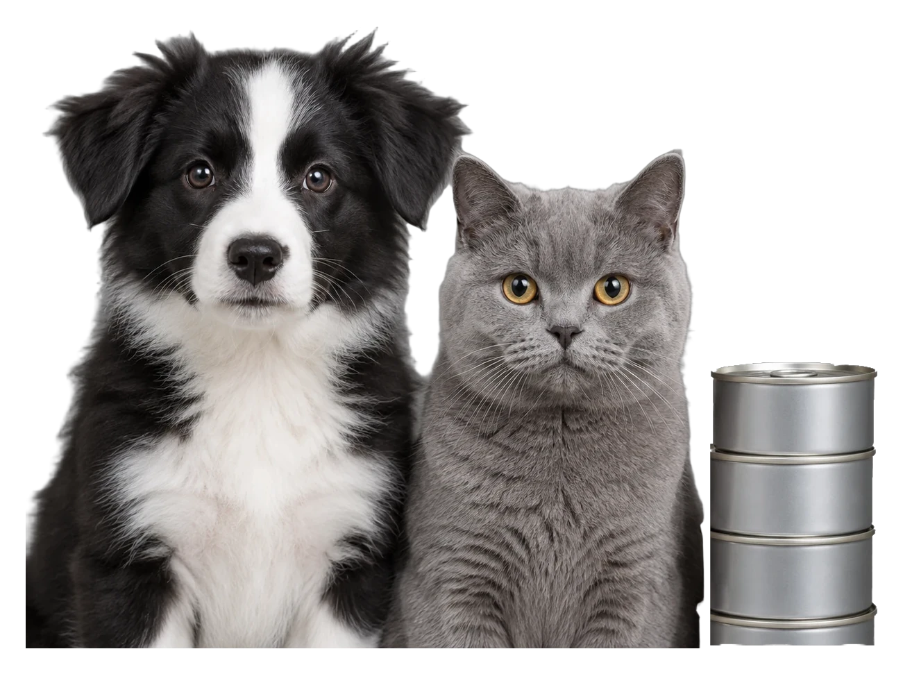 تولهسگ سیاهوسفید و گربهٔ خاکستری کنار چند قوطی کنسرو
